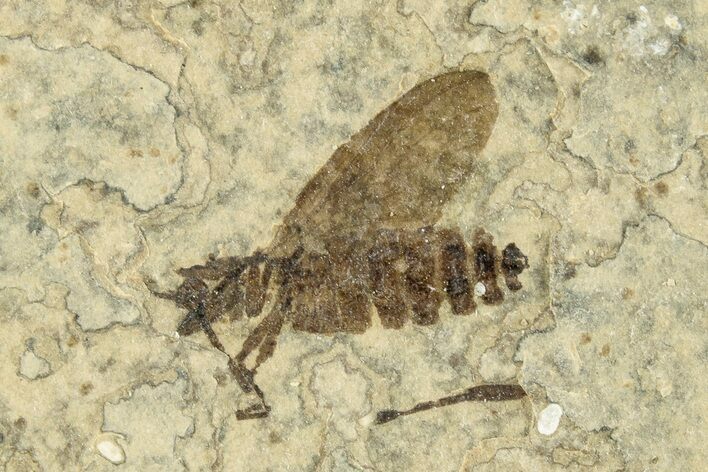 Detailed Fossil March Fly (Plecia) w/ Legs - Wyoming #245634